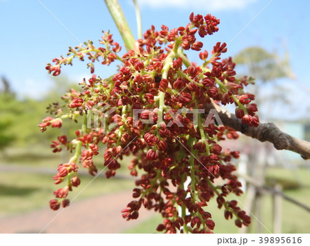 楷(かい)の木の花 楷(かい)の木の花 39895616