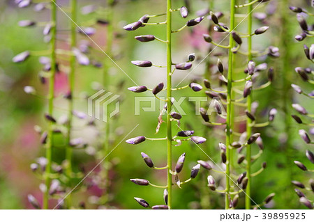 藤の花の蕾の写真素材