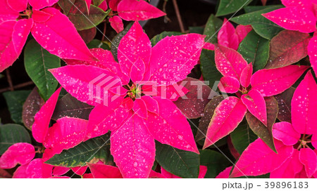 Red poinsettia plant in a garden. Red poinsettia plant in a garden. 39896183