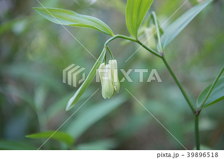 ホウチャクソウの花 39896518