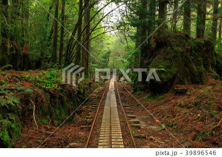 春の屋久島　縄文杉往復コースのトロッコ道 39896546