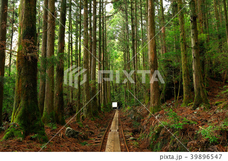 春の屋久島　縄文杉往復コースのトロッコ道 39896547