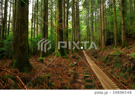 春の屋久島　縄文杉往復コースのトロッコ道 39896548