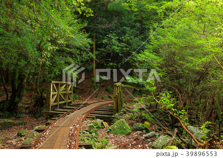 春の屋久島　縄文杉往復コースのトロッコ道 39896553