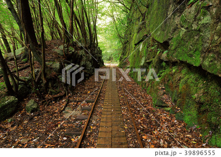 春の屋久島　縄文杉往復コースのトロッコ道 39896555