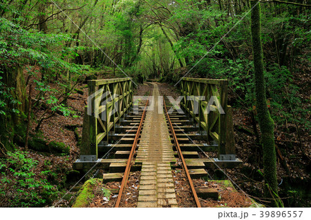 春の屋久島　縄文杉往復コースのトロッコ道 39896557