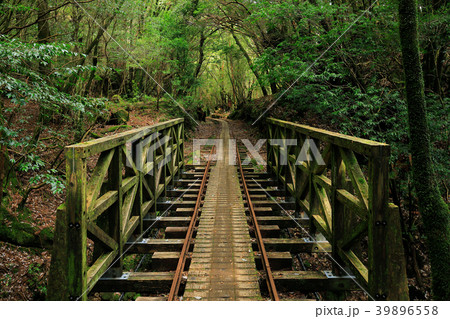 春の屋久島　縄文杉往復コースのトロッコ道 39896558