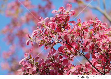 ハナミズキ ハナミズキ 39896728