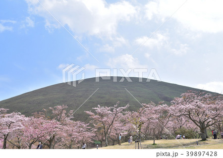 桜舞う大室山さくらの里 桜舞う大室山さくらの里 39897428