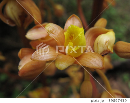 腐生蘭ツチアケビの花 腐生蘭ツチアケビの花 39897459