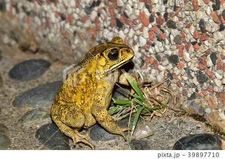 ヒキガエル ガマガエル 蟾蜍 39897710