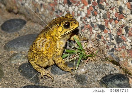 ヒキガエル ガマガエル 蟾蜍 39897712