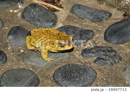 ヒキガエル ガマガエル 蟾蜍 39897713