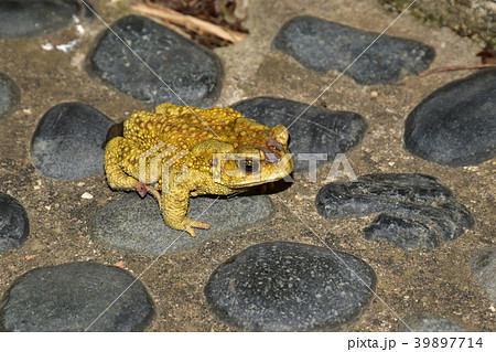 ヒキガエル ガマガエル 蟾蜍 39897714