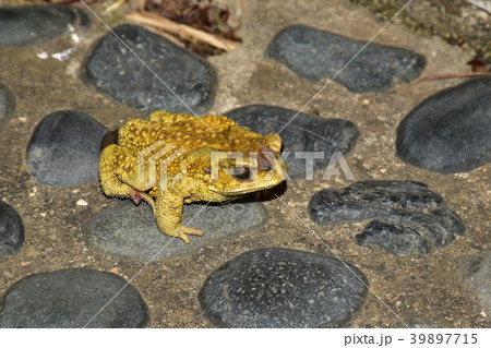 ヒキガエル ガマガエル 蟾蜍 39897715
