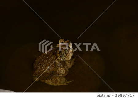 ヒキガエル ガマガエル 蟾蜍 39897717