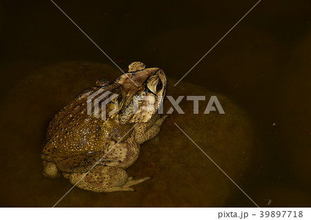 ヒキガエル ガマガエル 蟾蜍 39897718