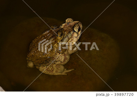 ヒキガエル ガマガエル 蟾蜍 39897720