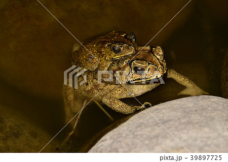 ヒキガエル ガマガエル 蟾蜍 39897725