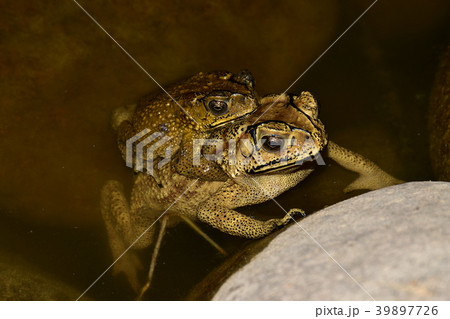 ヒキガエル ガマガエル 蟾蜍 39897726