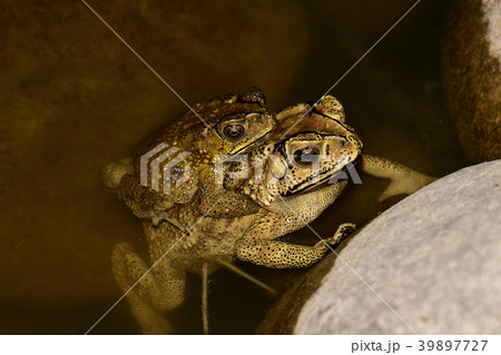 ヒキガエル ガマガエル 蟾蜍 39897727