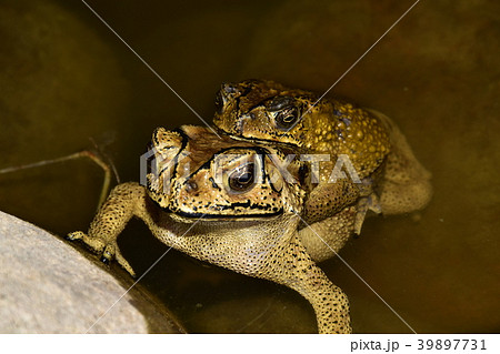 ヒキガエル ガマガエル 蟾蜍 39897731