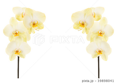 Two vertical blooming orchid branch with stem and Two vertical blooming orchid branch with stem and 39898041