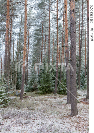 Fresh snow in forest 39898076