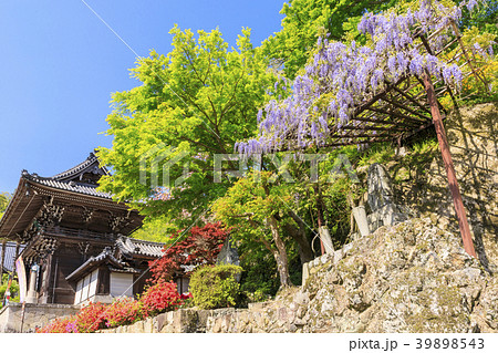 長谷寺　牡丹　つつじ　新緑 39898543
