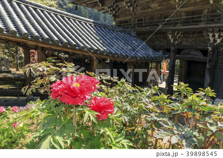 長谷寺　牡丹　つつじ　新緑 39898545