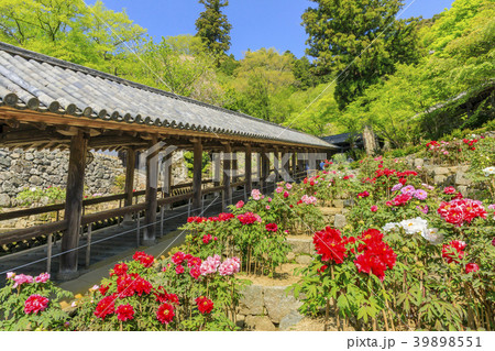 長谷寺 牡丹 つつじ 新緑の写真素材