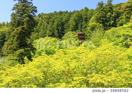 長谷寺 牡丹 つつじ 新緑 長谷寺 牡丹 つつじ 新緑 39898562