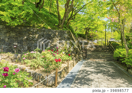 長谷寺　牡丹　つつじ　新緑 39898577