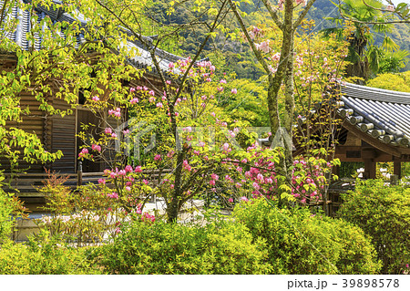 長谷寺 牡丹 つつじ 新緑 長谷寺 牡丹 つつじ 新緑 39898578
