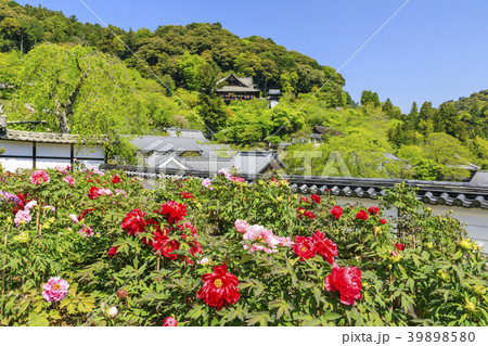 長谷寺 牡丹 つつじ 新緑の写真素材 長谷寺 牡丹 つつじ 新緑の写真素材