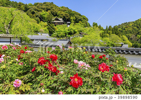 長谷寺 牡丹 つつじ 新緑の写真素材