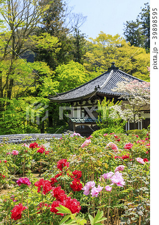 長谷寺 牡丹 つつじ 新緑の写真素材