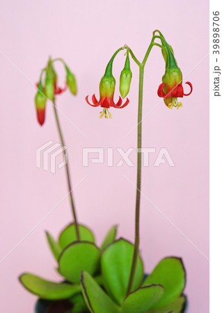 多肉植物 可愛い紅かんざしの花 多肉植物 可愛い紅かんざしの花 39898706
