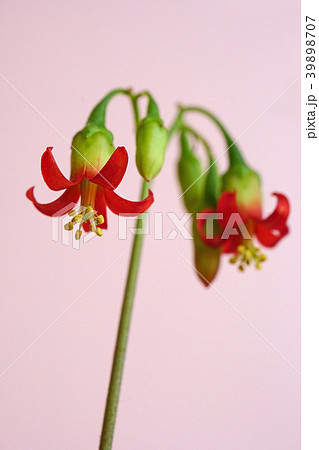 多肉植物 可愛い紅かんざしの花 多肉植物 可愛い紅かんざしの花 39898707