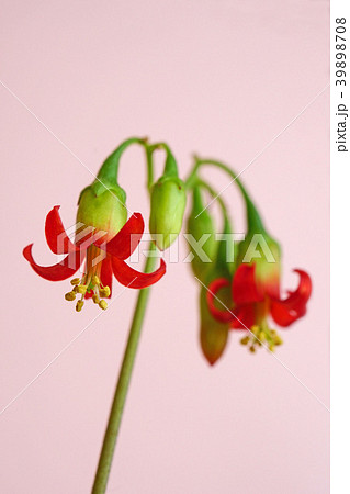多肉植物 可愛い紅かんざしの花 多肉植物 可愛い紅かんざしの花 39898708