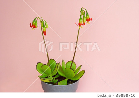 多肉植物　可愛い紅かんざしの花 39898710