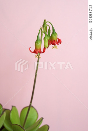 多肉植物 可愛い紅かんざしの花 多肉植物 可愛い紅かんざしの花 39898712