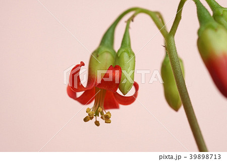 多肉植物 可愛い紅かんざしの花 多肉植物 可愛い紅かんざしの花 39898713