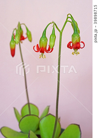 多肉植物 可愛い紅かんざしの花 多肉植物 可愛い紅かんざしの花 39898715