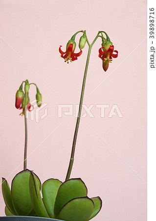 多肉植物 可愛い紅かんざしの花 多肉植物 可愛い紅かんざしの花 39898716