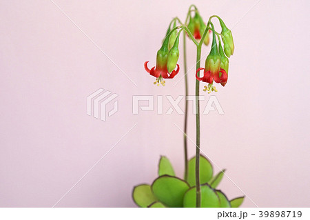 多肉植物 可愛い紅かんざしの花 多肉植物 可愛い紅かんざしの花 39898719