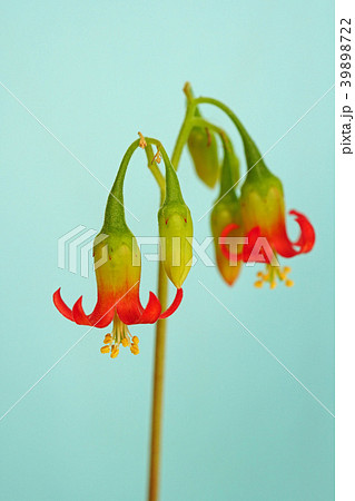 多肉植物 可愛い紅かんざしの花 多肉植物 可愛い紅かんざしの花 39898722