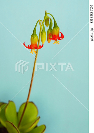 多肉植物 可愛い紅かんざしの花 多肉植物 可愛い紅かんざしの花 39898724