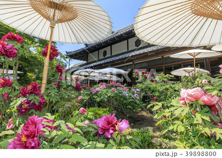 當麻寺　ボタン祭 39898800