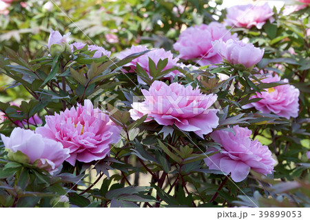 ガーデンの牡丹 39899053